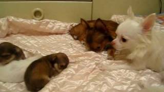 チワワの赤ちゃん（イザベラ＆ホワイト）生後１９日Baby Chihuahua