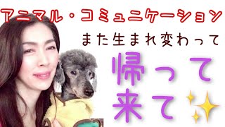 #アニマルコミュニケーション#動物達の輪廻転生【アニマルコミュニケーション】また生まれ変わって、帰って来て✴︎