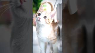 Cute Cats edit ❤️ || #shorts #cats