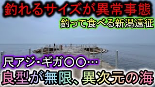 From 10cm horse mackerel to giga ○○... the average size of the fish is so big that the abnormal e...