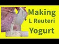 Making L Reuteri Yogurt at Home (With or Without a Yogurt Maker)