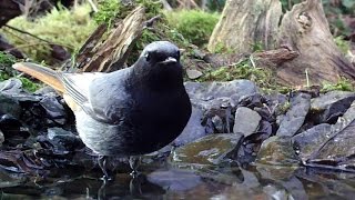 Tree Sparrow, Black Redstart, Robin, Greenfich - Feldsperling, Hausrotschwanz, Rotkehlchen, Grünfink