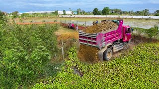 STrat FirSt New PROJECT LandFiLLing !! BULLDOZER D20p pUsh Stone ,Truck 5-Ton Spreading to Flooded