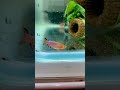 【卵生メダカ】ノソブランキウス ラコビー 〜 killifish nothobranchius rachovii beira98 〜 shorts