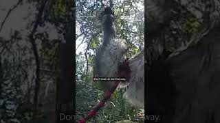 Emu on the loose captured and handcuffed by police in Florida