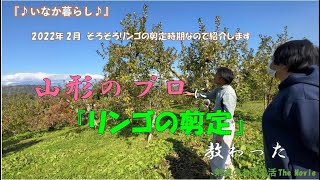 初心者がプロに習う『リンゴの剪定』
