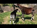 home safari okapi cincinnati zoo