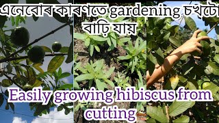 #vlog71 Grow Hibiscus in just 15days from cuttings/এনেবোৰ কাৰণতে গাৰ্ডেনিং চখটো বাঢ়ি যায়