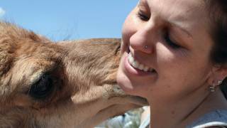 Growing Up: The Story of Baby the Dromedary Camel