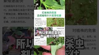 抗性红蜘蛛如何防治！红蜘蛛 病虫害防治 果树种植 阿维螺螨酯 农业种植