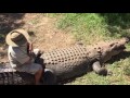 BAREFOOT BUSHMAN (Rob Bredl) RIDING ONE OF HIS CROCODILES