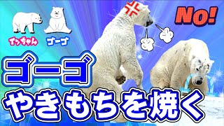 ホウちゃん誕生の原点がここにある！【シロクマ Love story-37】イッちゃんが「健さん」と寝言で繰り返していたことに怒り狂うゴーゴ。勝気なイッちゃんは謝ろうとしない。さあ二人はどうなる !?