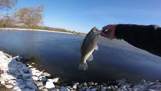 MLF Scoring Rules Day 3 , Attack Of The Berkley War Pig ( Worth A View ) #fish #fishing #bassfishing