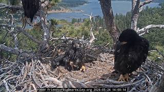 Whitsunday at Jackie and Shadow's nest 24.05.2026 @FOBBVCAM