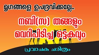 പ്രവാചകരും(സ) വെറിപിടിച്ച ഒട്ടകവും | മൃഗങ്ങളോട് കരുണ കാണിക്കുക| 🎙️ NAVAS ALATHUR