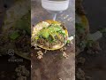 Green Chorizo Taco