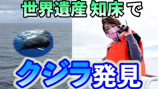 【世界遺産・知床へ】マッコウクジラに会いに行く！