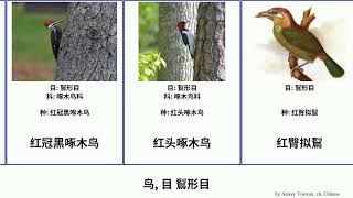 鸟, 目 鴷形目 bird 巨嘴擬鴷 红臀拟鴷 Piciformes 鬚鴷科 響蜜鴷 托哥巨嘴鸟 麥哲倫啄木鳥 金须拟䴕 Logos 蓝喉拟啄木鸟 南非拟啄木 三趾啄木鸟属 凹嘴鵎鵼 大嘴鳥