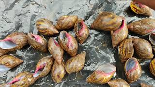 Trisolace block construction Ghana snails
