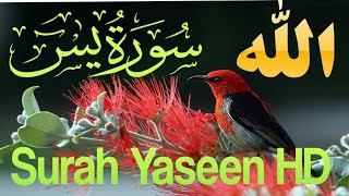 Surah-Yaseen (یسین شریف) beautiful Voice Arabic Text