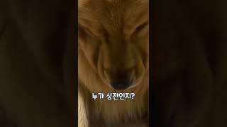 이 아이템 하나로 대형견은 녹다운이 됩니다 #shorts