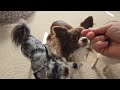 chihuahua dog life is live