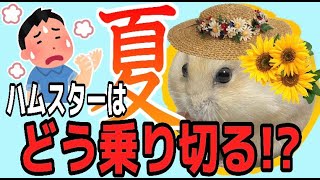 【夏対策】ハムスター夏の暑さ対策おすすめ4選ハムスターも夏バテ？冷房やエアコンは必要？