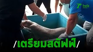 รับตัวพะยูนมาเรียม เตรียมสตัฟฟ์ไว้ | 19-08-62 | ข่าวเช้าตรู่ไทยรัฐ