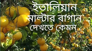 ইতালিয়ান মাল্টা বাগান দেখতে কেমন,HD Bangla video Italyan blog Malta Bagan