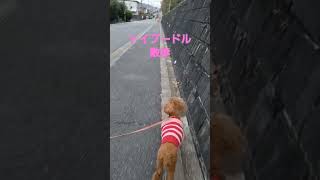 【トイプードル散歩】手術を終えて元気になった愛犬りなちゃん💖