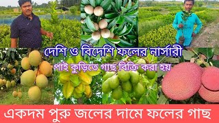 Hassan nursery | fruit plant nursery | ফলের নার্সারী | থাইল্যান্ড ভ্যারাইটি সব ধরনের গাছের নার্সারি