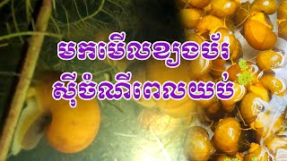 ខ្យងប័រស៊ីចំណីពេលយប់ | Feeding the Snail at Night - ខ្យងធម្មជាតិព្រែកឯង