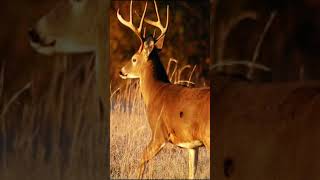 WHITETAIL HUNTING | 2025 #usa #deer #hunting #deerseason #deerhunting #deerhunter #whitetail