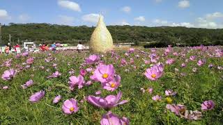 桃園2020花彩節 首展楊梅好哞