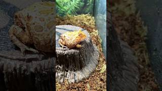 Exo Terra #bioactive enclosure setup for #pacman #frog #my #wildlife #zoo #love #viral #video #vlog