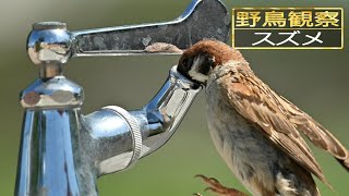 【スローモーションで野鳥観察】スズメ【特別な事は何も起らない動画】