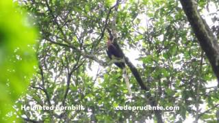 Helmeted hornbill (Rhinoplax vigil) 4K video and FullHd