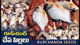 Rupchanda Fish | Rupchanda Fish Seed and Farming | Fish Farming | Aqua Factory