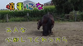 あーこっこ乗馬日記〜汗や丸洗いで体を濡らすと、余計にアブがよってくるぜ！