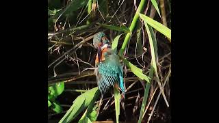 カワセミ調布地区お母さん 2024 09 11 #カワセミ #野鳥 #birds #wildlife #nature #自然観察ぶらり散歩