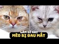 MÈO BỊ ĐAU MẮT, Chảy Nước Mắt, Chảy Ghèn 👁️🦠 | Nguyên Nhân & Cách Xử Lý Tại Nhà