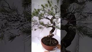 Bonsai Casuarina Equisetifolia 24.447 WINDSWEPT STYLE