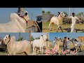 Angry Dabba Bull Of Dera Sadam Gangawali || 2023 Collection Bulls || Fatehjangi Bull Lovers #2023