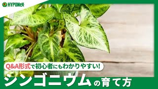 ☘277：【Q\u0026A】シンゴニウムの育て方｜剪定や植え替えは必要？水やりや肥料などの管理方法もご紹介