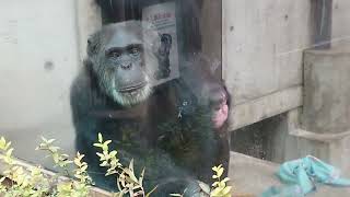 とくしま動物園に行って来た☺モンキープロムナード