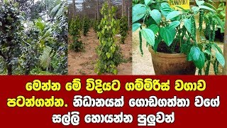 මේ විදියට ගම්මිරිස් වගාව පටන්ගන්න නිධානයක් ගොඩගත්තා වගේ සල්ලි හොයන්න