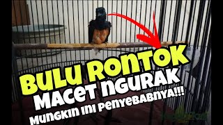 cara mengatasi murai batu gagal mabung