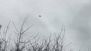 Gyr Saker Falcon duckhawk mounting up over a duck pond.