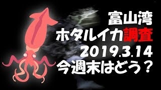 富山湾,ホタルイカ身投げ調査。爆沸きするまで継続‼