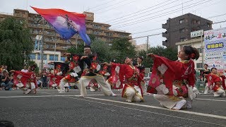 妃龍さん  2017坂戸・夏よさこい フェスティバル